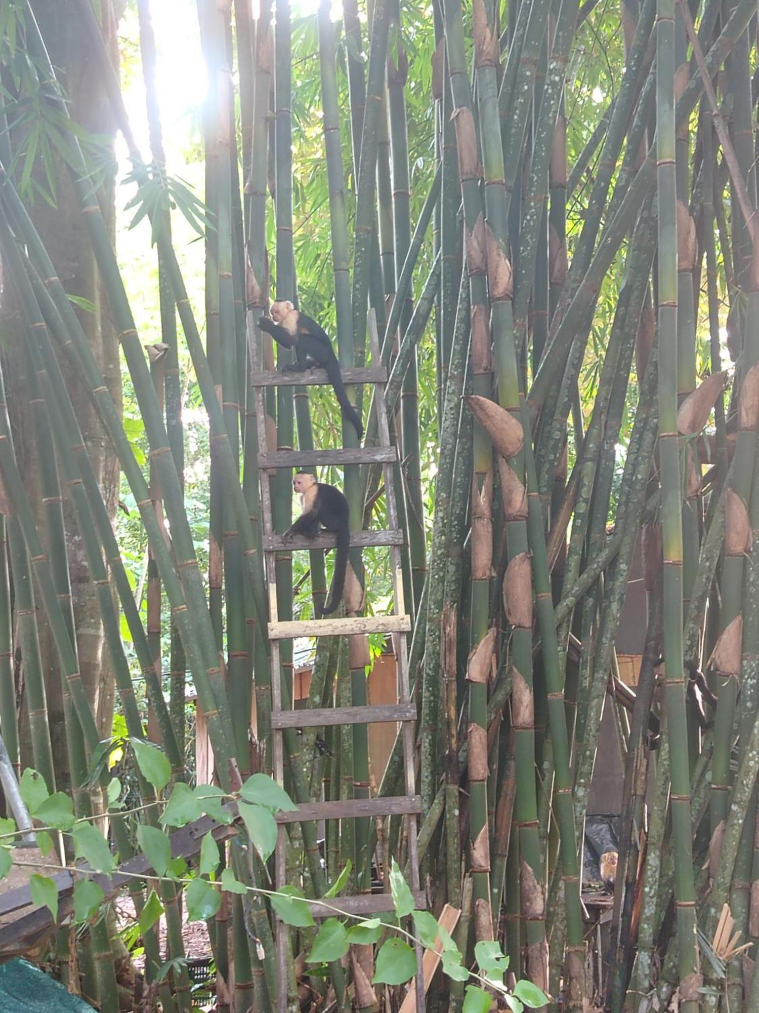 Happy Monkeys Villa Puerto Jiménez Buitenkant foto